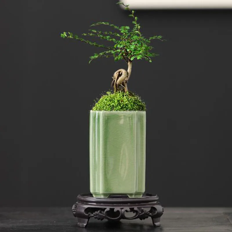 Porcelain Square Celadon Glaze - Bonsai Garden Art review and price